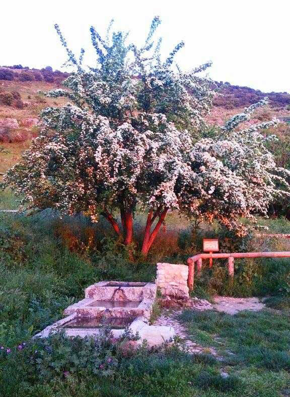 La primavera egabrense